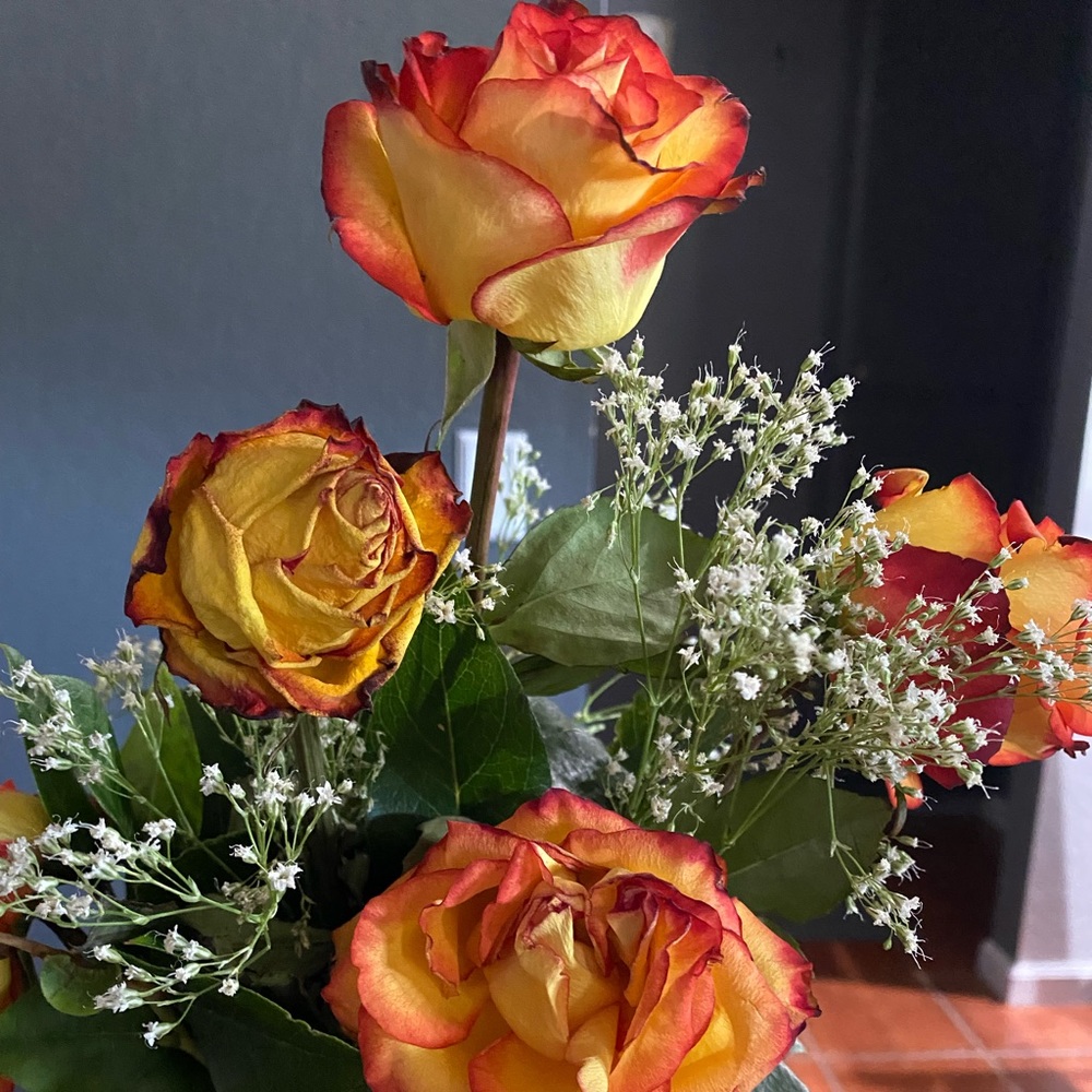 Meet your Posher, Rose